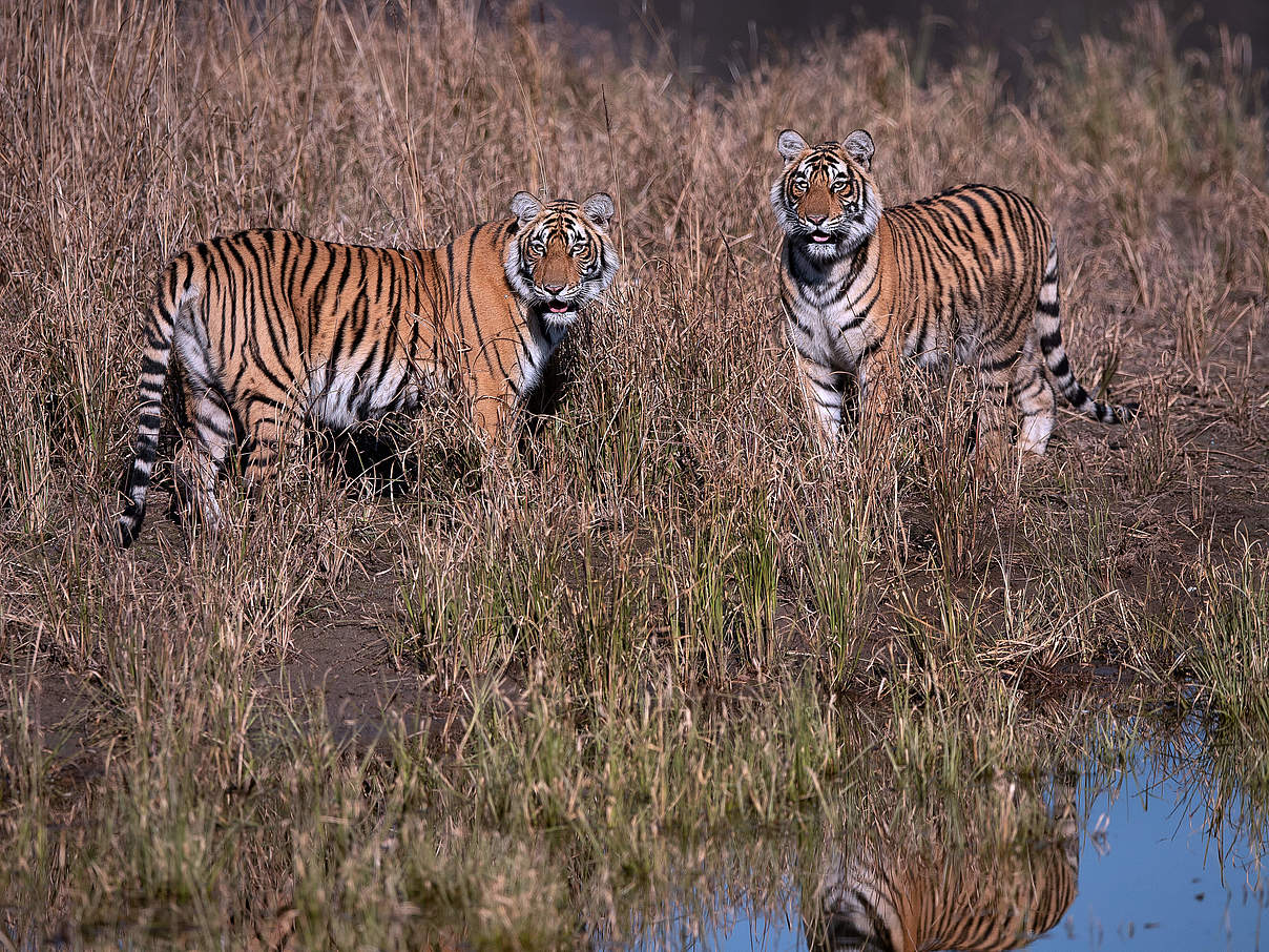 Tiger im Ranthambore National Park © Nitish Madan / WWF International