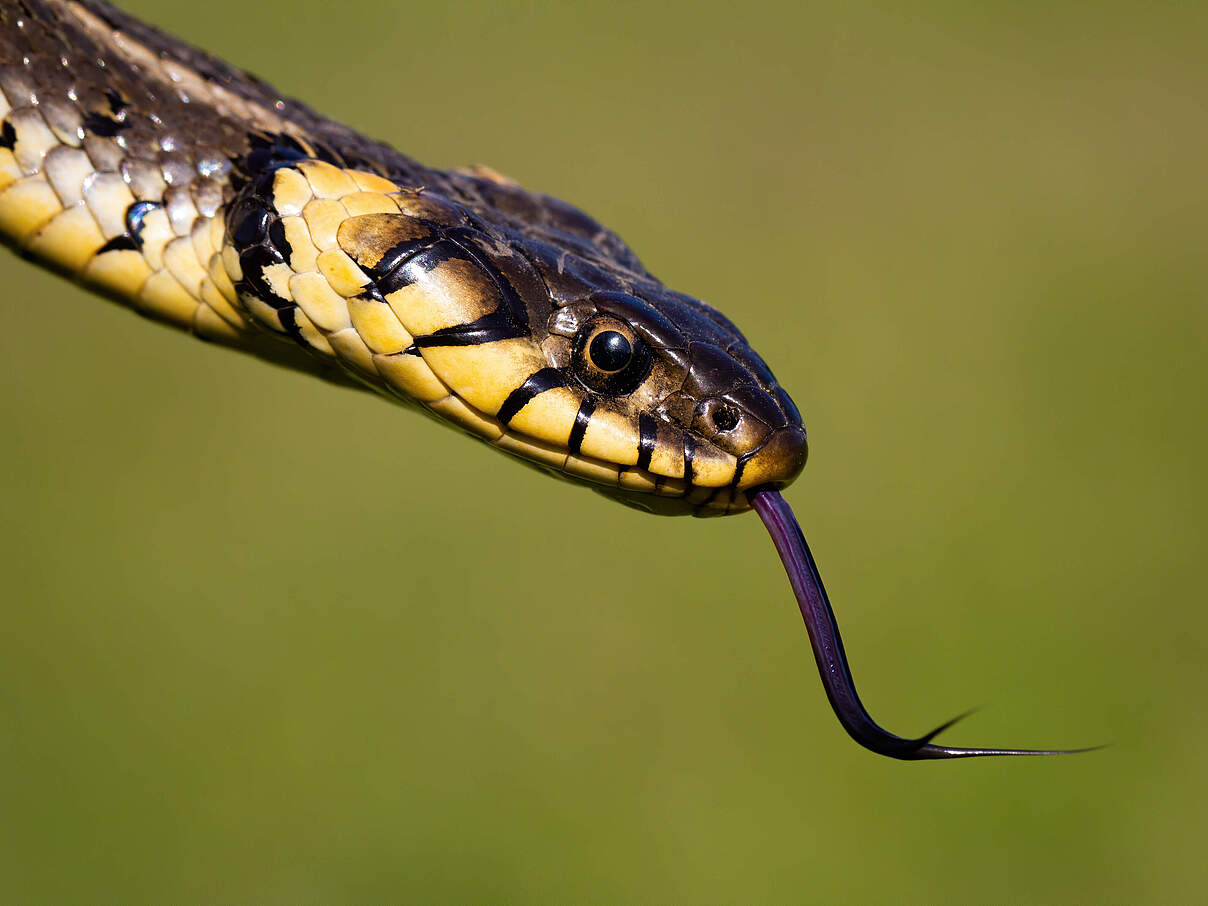 Züngelnde Ringelnatter