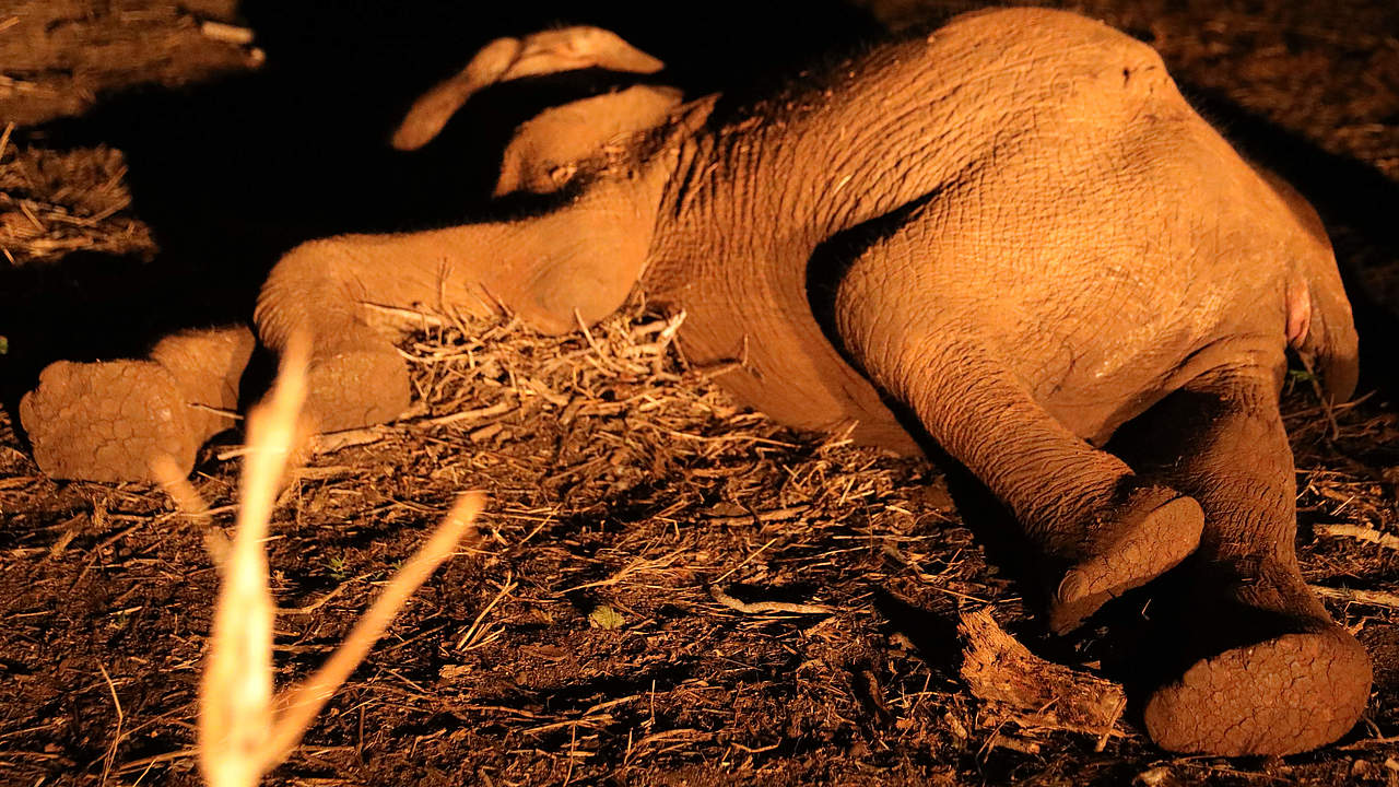 Dieses Elefantenjunge hat die Dürre nicht überlebt © WWF Kenia