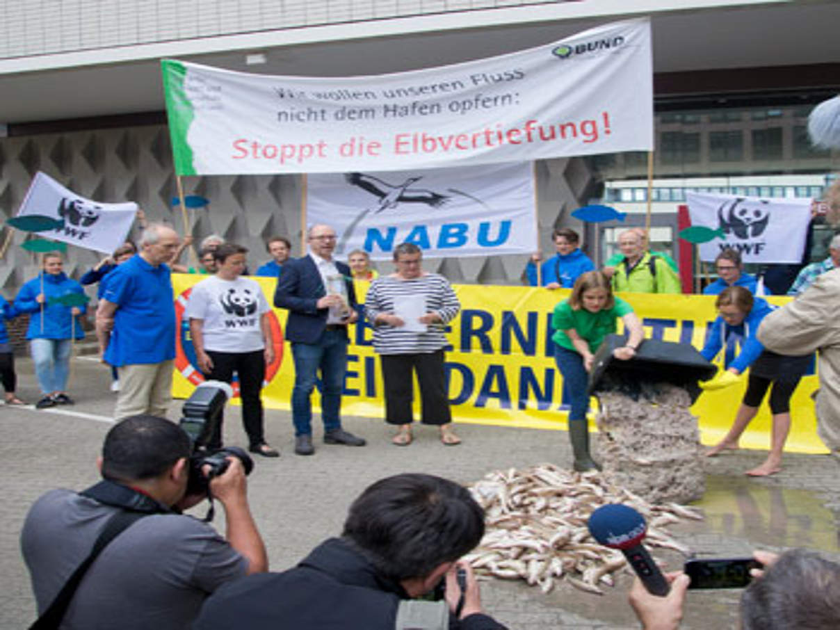 350 Protestaktion Fischsterben Elbe 2 c NABU Hamburg Thomas Droese