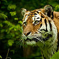 Tiger © Arangan Ananth / shutterstock