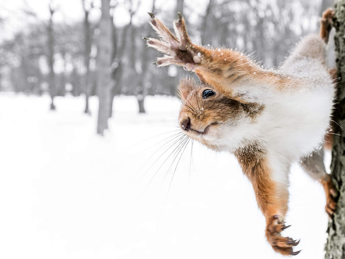 Vielleicht kommt mal ein Eichhörnchen zu Besuch auf Ihrem Balkon © iStock / Getty Images