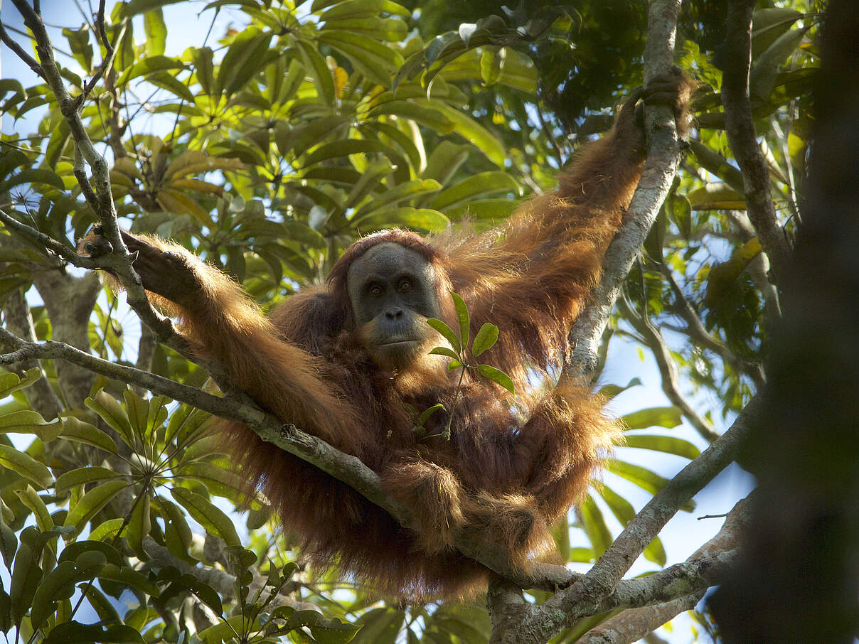 Tapanuli-Orang-Utan © IMAGO / Nature Picture Library