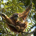 Tapanuli-Orang-Utan © IMAGO / Nature Picture Library