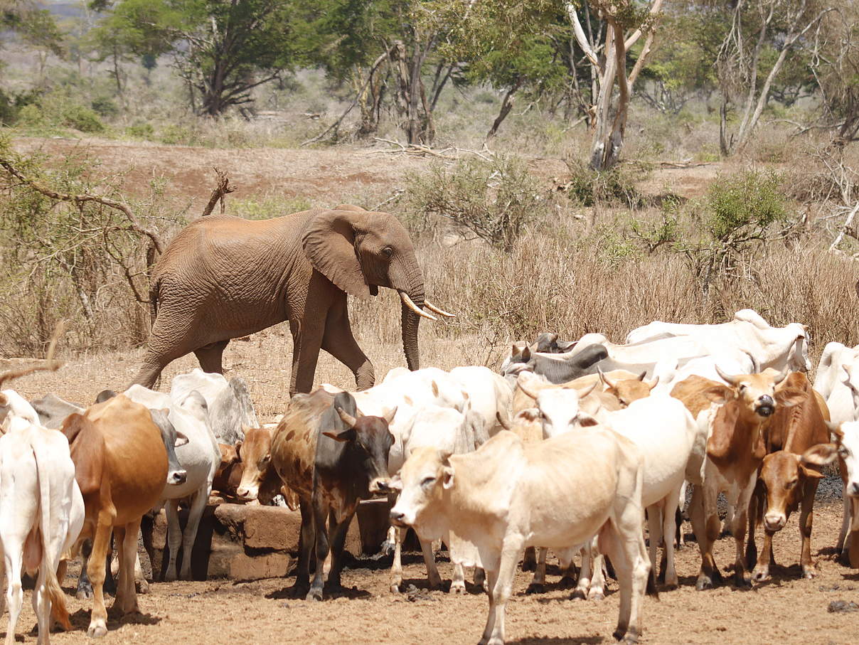 Elefant und Vieh an einer Wasserstelle in Kenia © WWF-Kenia