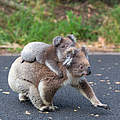 Koala-Mutter überquert mit dem Nachwuchs eine Straße © Shutterstock / Anna Levan / WWF