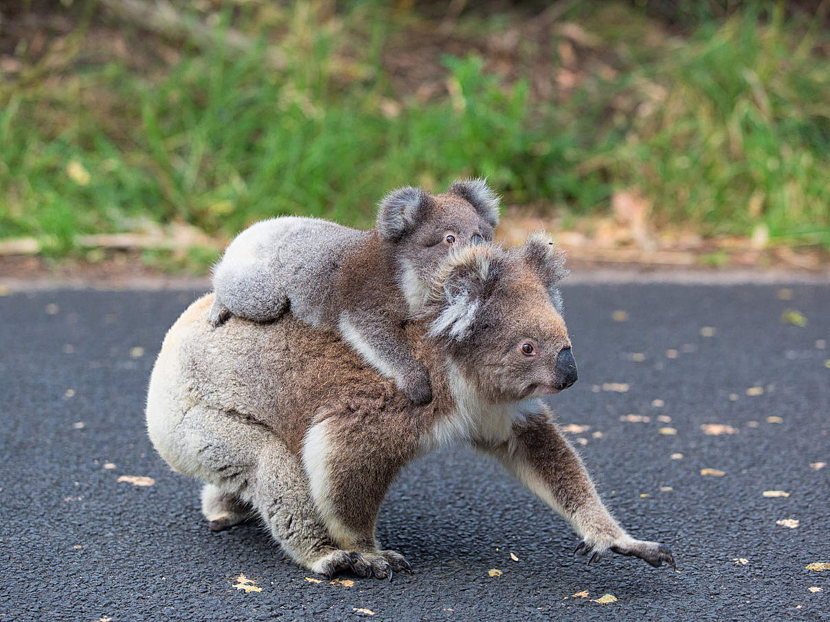 Koala-Mutter überquert mit dem Nachwuchs eine Straße © Shutterstock / Anna Levan / WWF