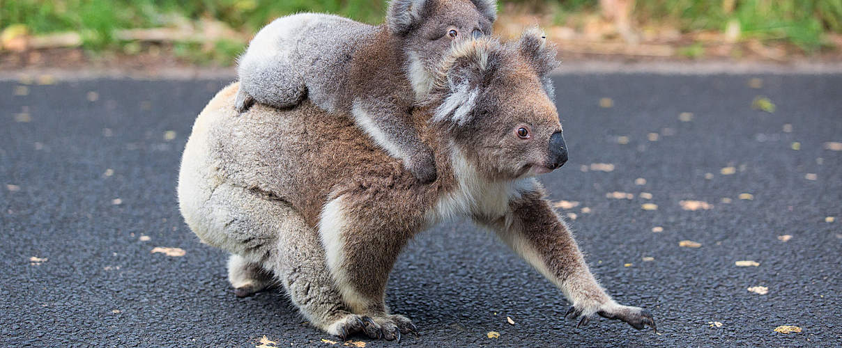 Koala-Mutter überquert mit dem Nachwuchs eine Straße © Shutterstock / Anna Levan / WWF