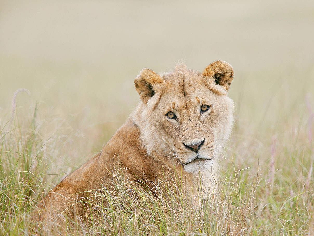 Löwin im Gras © Roger Hooper / WWF