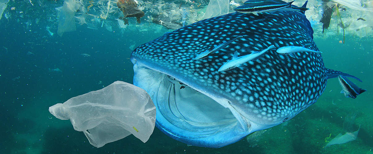 Plastik im Meer © Shutterstock / Rich Carey / WWF