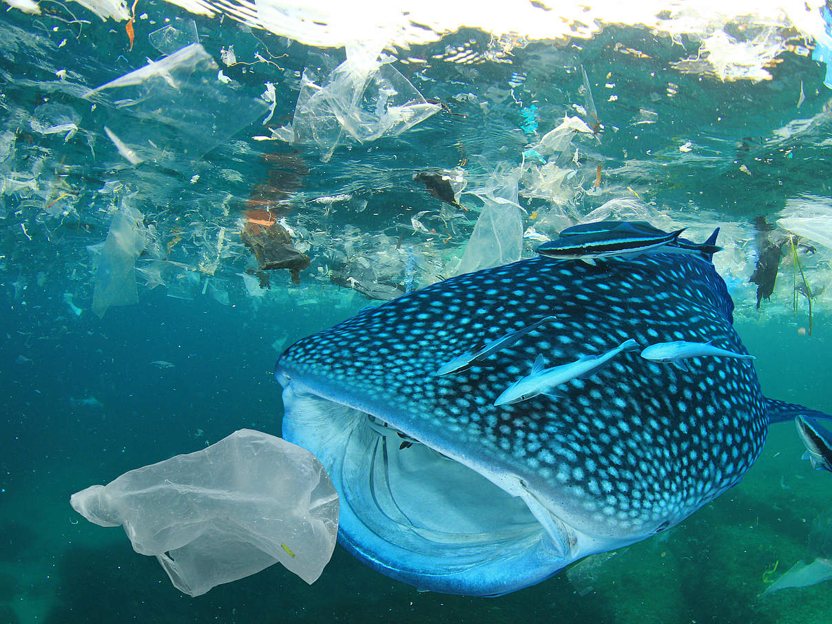 Plastik im Meer © Shutterstock / Rich Carey / WWF