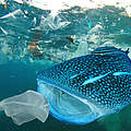 Plastik im Meer © Shutterstock / Rich Carey / WWF