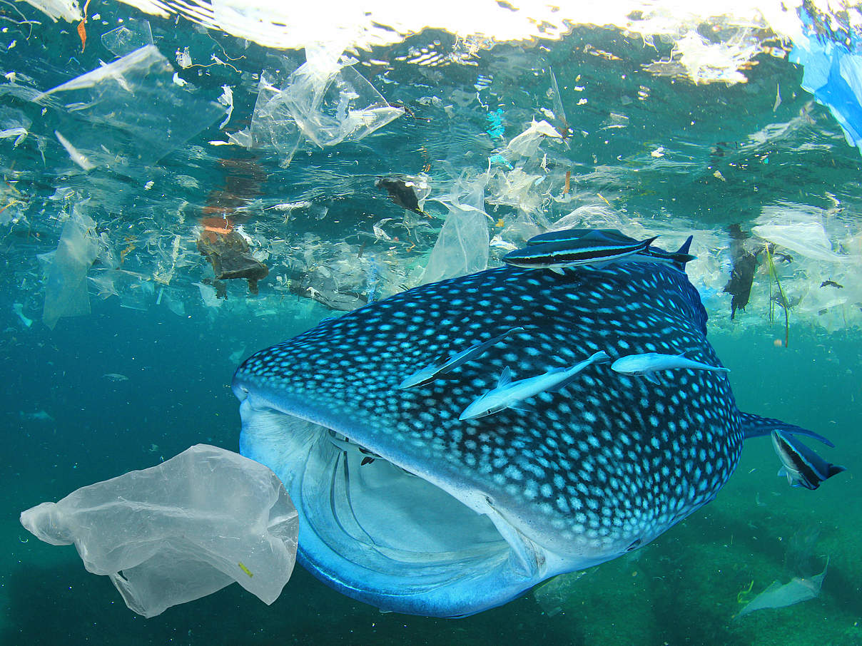 Plastik im Meer © Shutterstock / Rich Carey / WWF