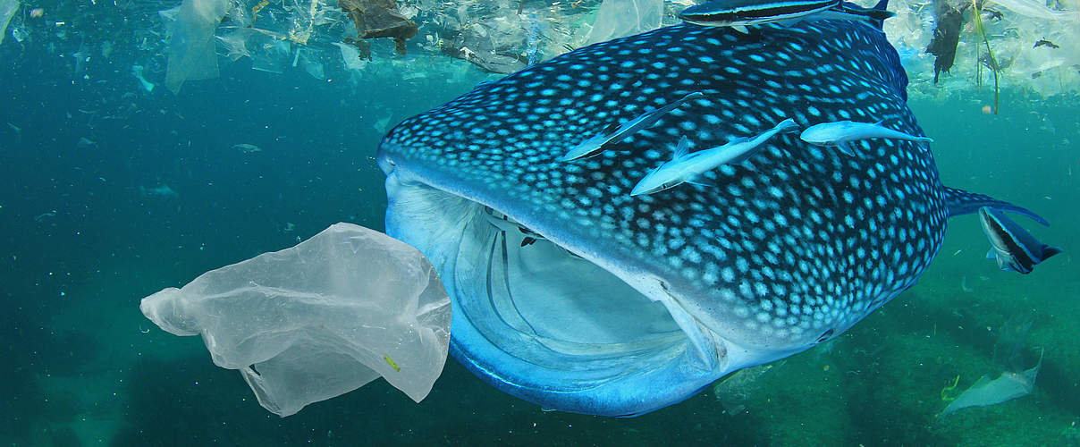 Plastik im Meer © Shutterstock / Rich Carey / WWF