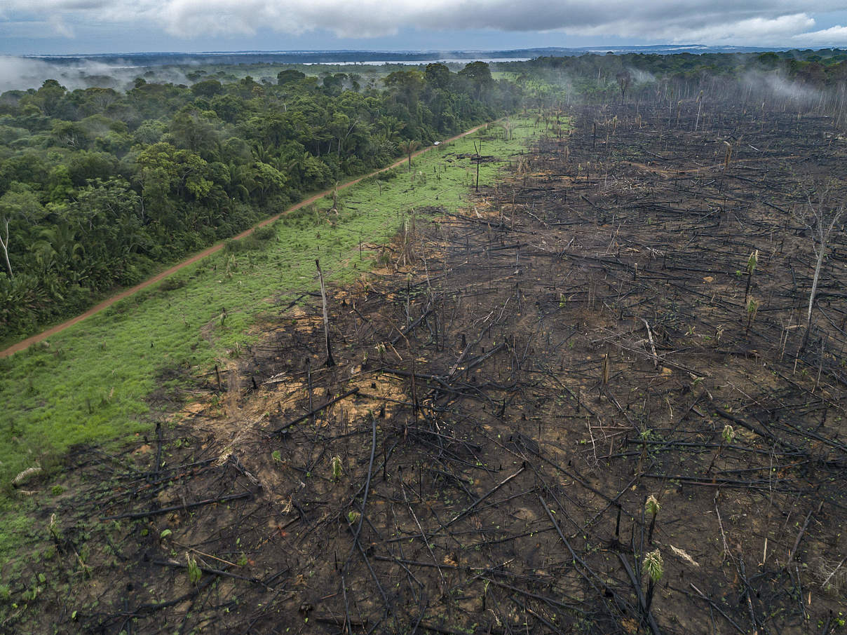 Der Lebensraum des Jaguars ist bedroht © Andre Dib / WWF Brazil