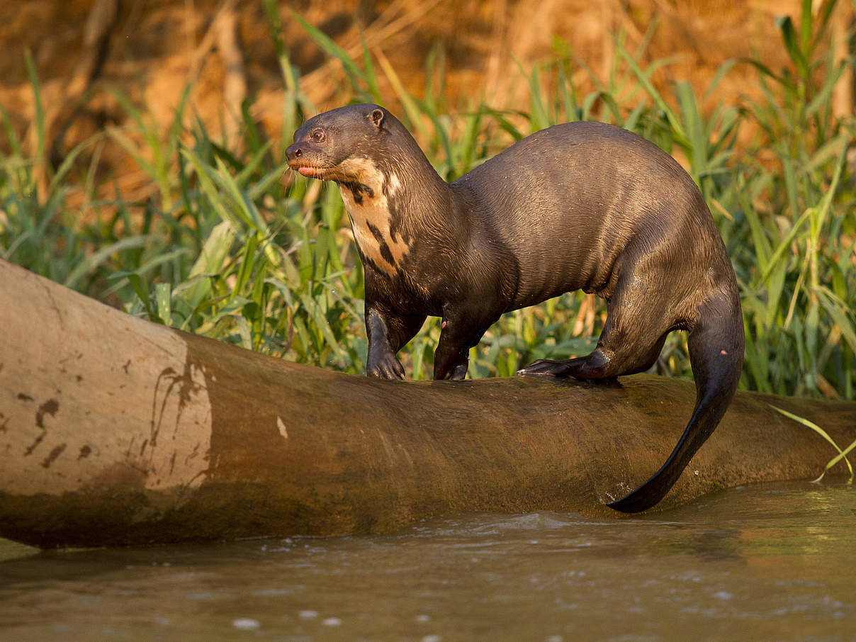 Riesenotter © naturepl.com / Mary McDonald / WWF