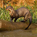 Riesenotter © naturepl.com / Mary McDonald / WWF