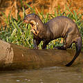 Riesenotter © naturepl.com / Mary McDonald / WWF