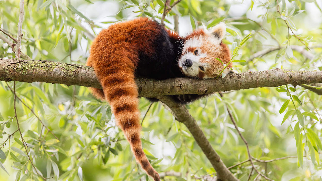 Roter Panda © MyImages Micha / iStock Getty Images