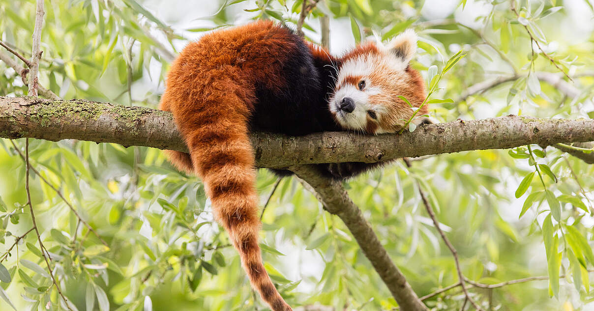 Helfen Sie uns, den Roten Panda zu schützen
