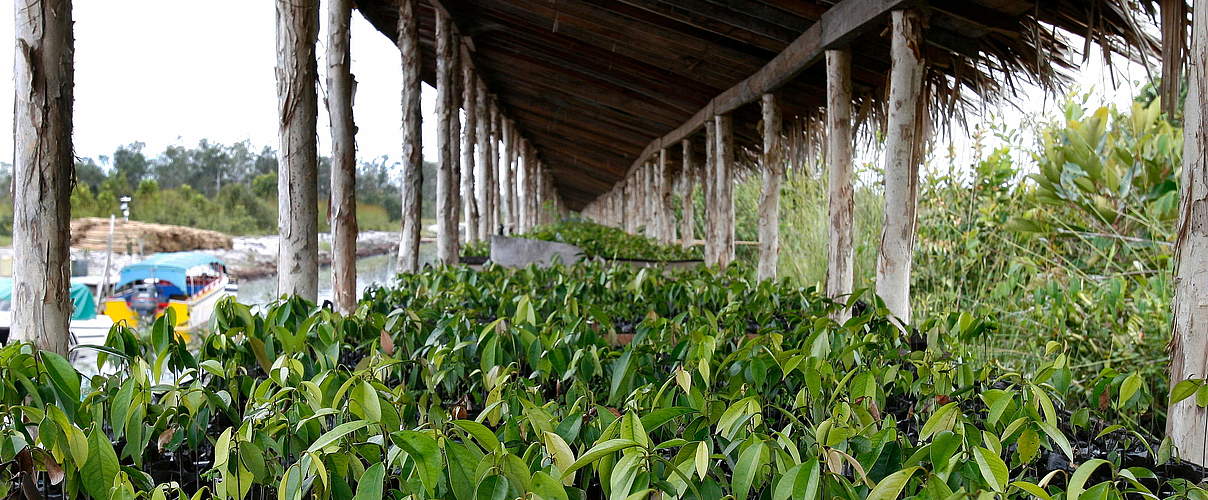 Setzlinge zur Wiederaufforstung © WWF-Indonesia / Sebangau Project