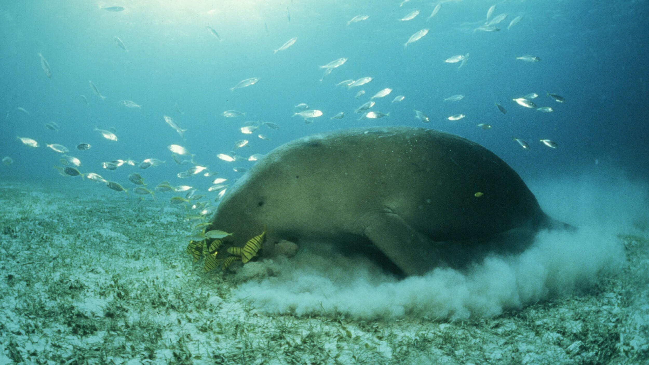 Seekuh beim Grasen © Jürgen Freund / WWF