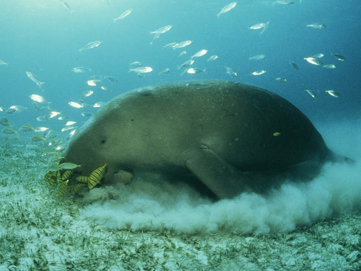 Seekuh beim Grasen © Jürgen Freund / WWF