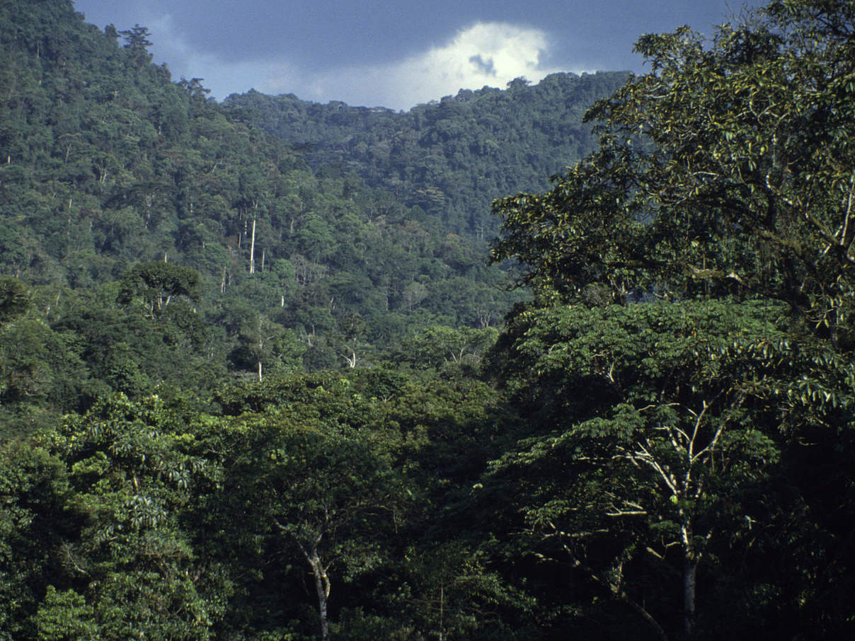 Wald in Uganda © WWF-Canon / Rick WEYERHAEUSER Wald in Uganda © WWF-Canon / Rick WEYERHAEUSER