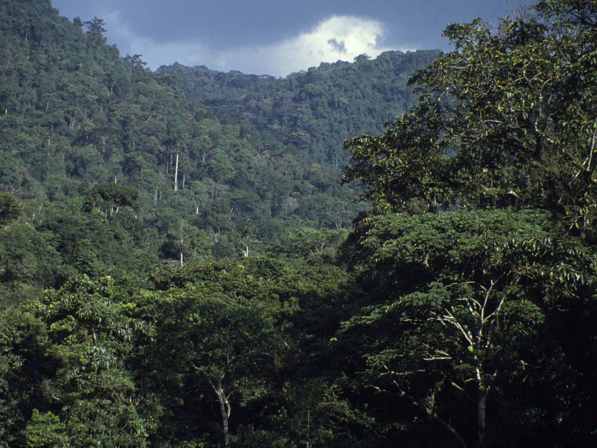 Wald in Uganda © WWF-Canon / Rick WEYERHAEUSER