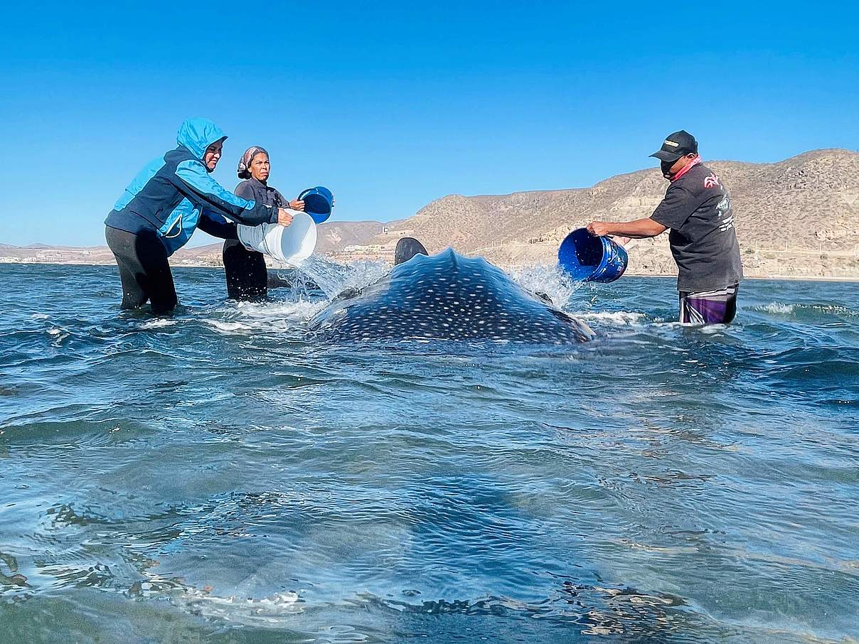 Helfer:innen benetzen den gestrandeten Walhai mit Wasser bis die Flut kommt © Rescue Center