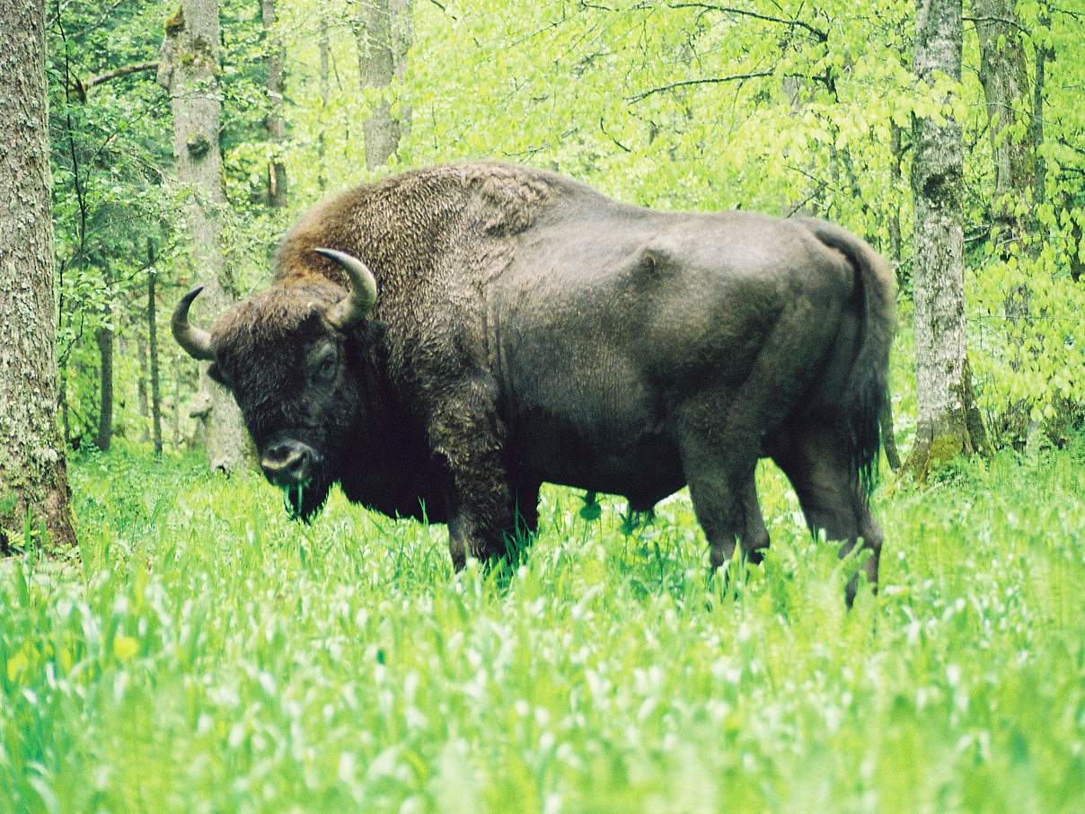 © WWF-Russia / Trepet Sergey