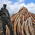 Elfenbeinverbrennung in Kenia © Rabia Mushtag / WWF