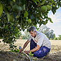 Jesús Martínez prüft den Druck der Tropfenbewässerung und kann so frühzeitig erkennen, ob das Schlauchsystem irgendwo verstopft oder leck sein könnte © EDEKA / Schmid