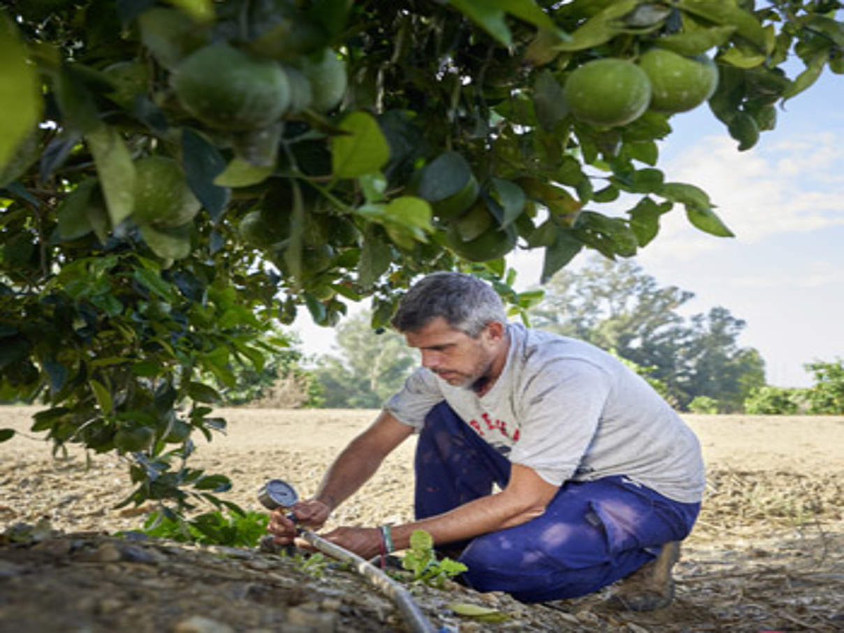 Jesús Martínez prüft den Druck der Tropfenbewässerung und kann so frühzeitig erkennen, ob das Schlauchsystem irgendwo verstopft oder leck sein könnte © EDEKA / Schmid