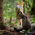 10.000 Euro Belohnung setzt der WWF für sachdienliche Hinweise aus. © Wild Wonders of Europe /Sergey Gorshkov / WWF