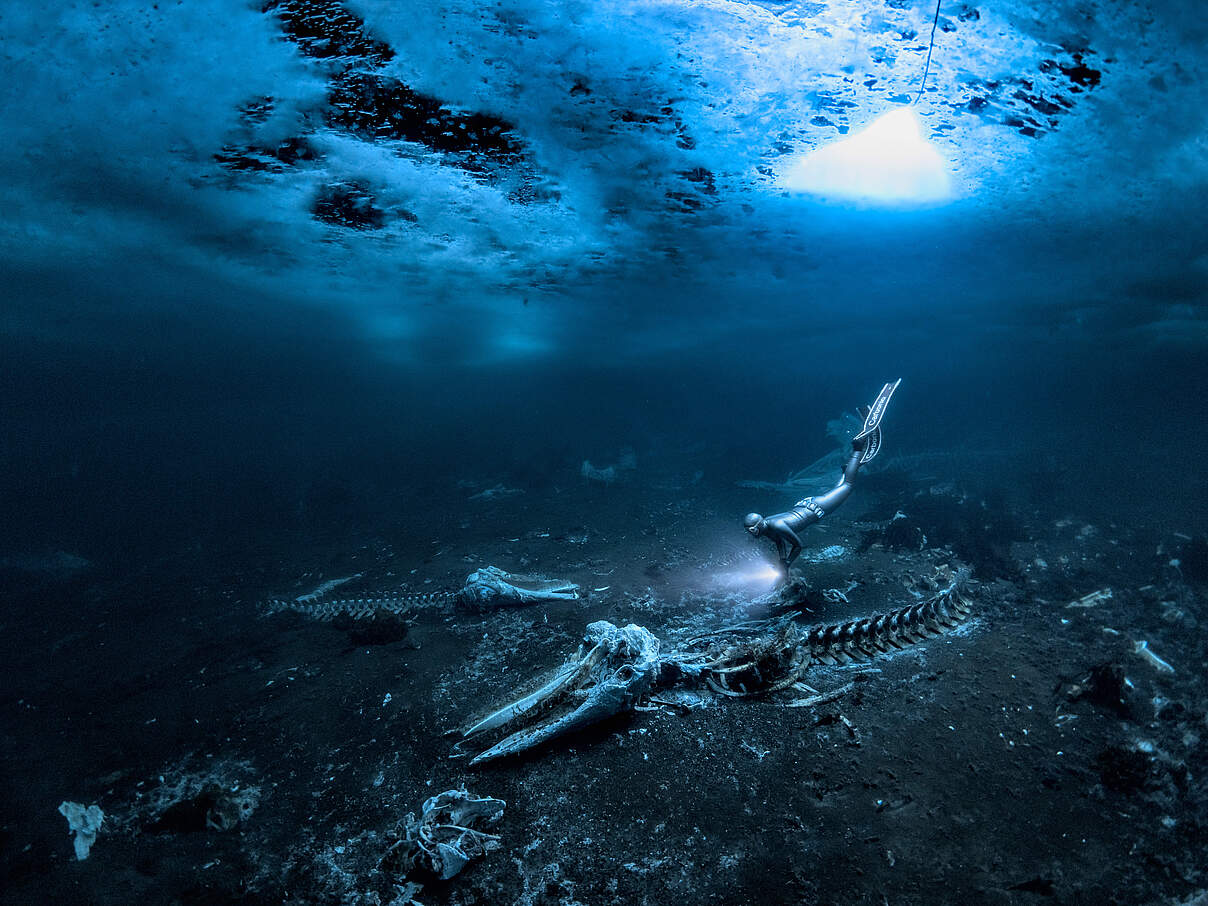 Whale Bones © Alex Dawson / UPY 2024