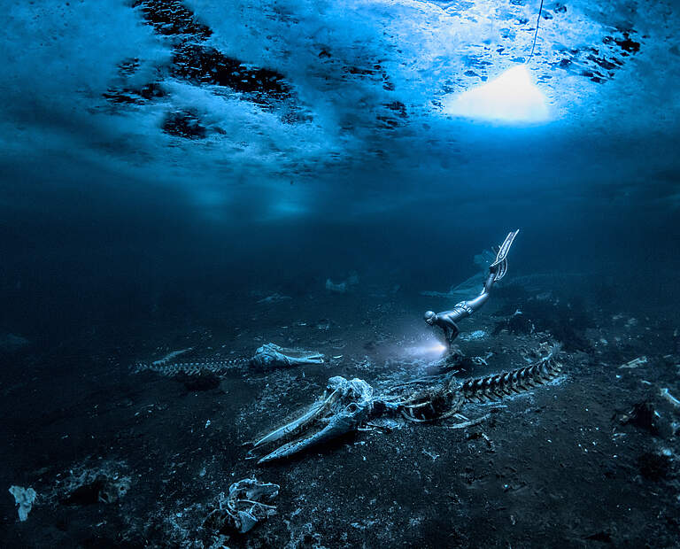 Whale Bones © Alex Dawson / UPY 2024