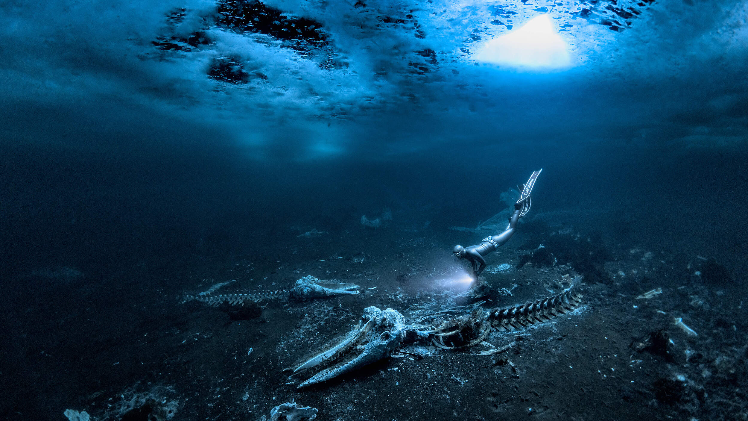 Whale Bones © Alex Dawson / UPY 2024