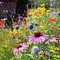 Eine bunte Blühwiese mit Echinacea, Mohnblumen und anderen Blüten.
