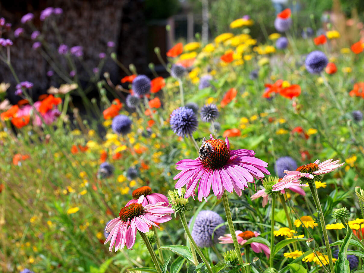 Eine bunte Blühwiese mit Echinacea, Mohnblumen und anderen Blüten.
