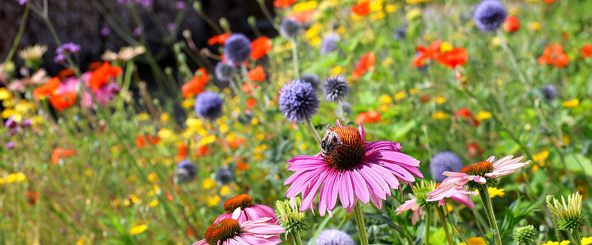 Eine bunte Blühwiese mit Echinacea, Mohnblumen und anderen Blüten.