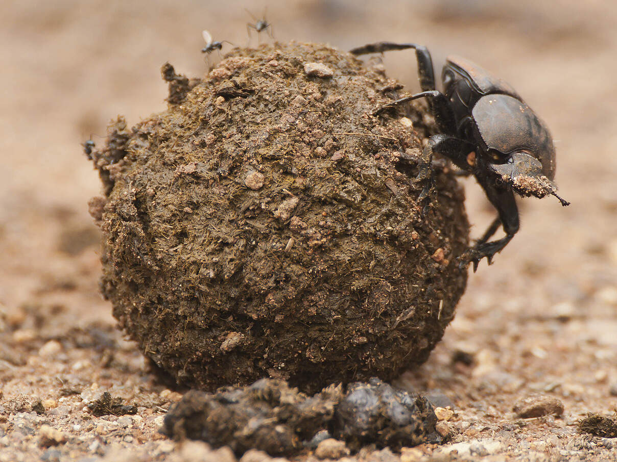 Mistkäfer © Peter Chadwick / WWF