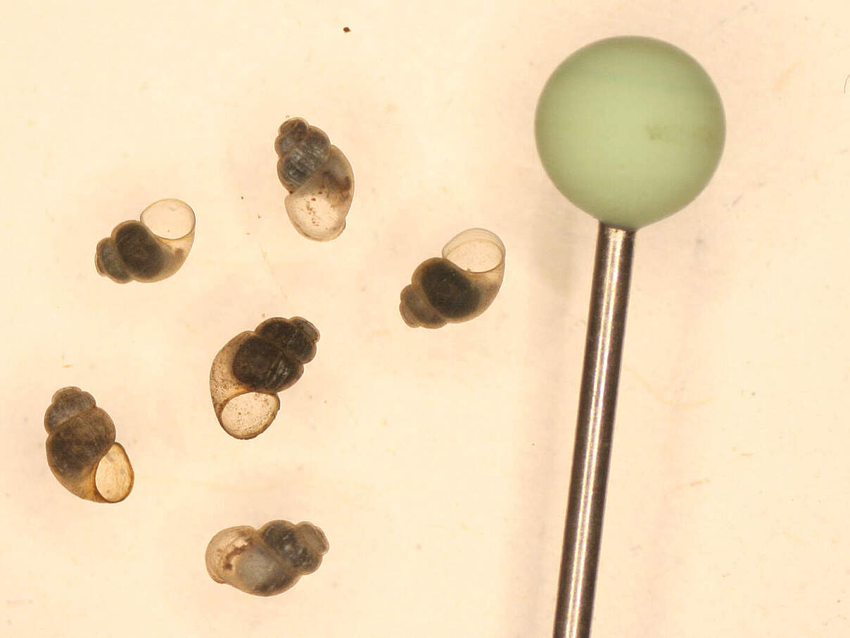 Rhön-Quellschnecke: Kleiner als ein Stecknadelkopf © Stefan Zaenker