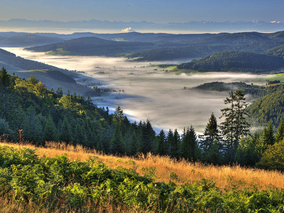 Schwarzwald © Erich Spiegelhalter