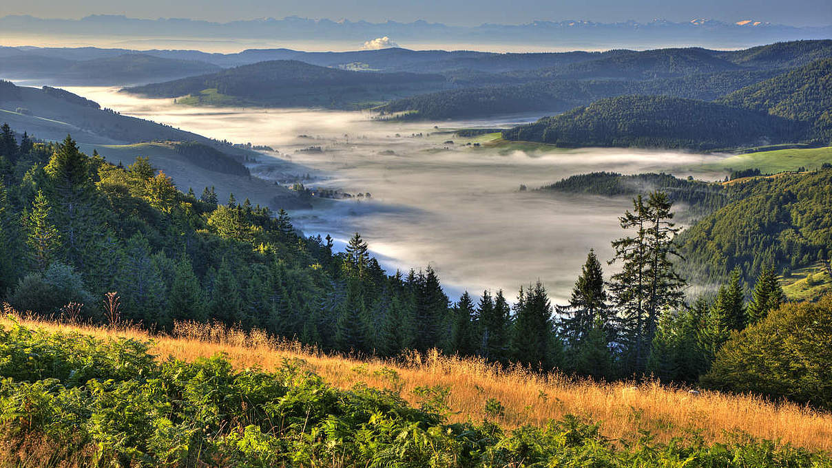 Schwarzwald © Erich Spiegelhalter