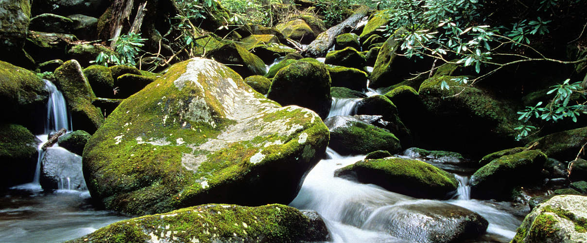 Wasserkaskade in den Great Smoky Mountains, Tennessee, US © WWF-US / Colby Loucks