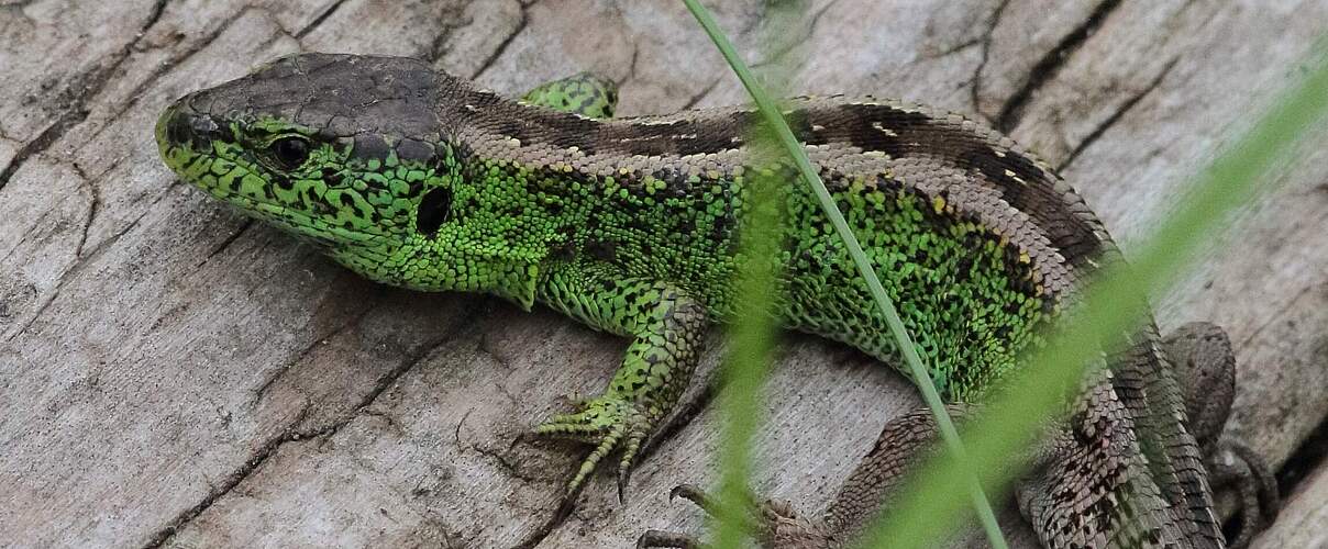 Zauneidechse © Andreas Klinge