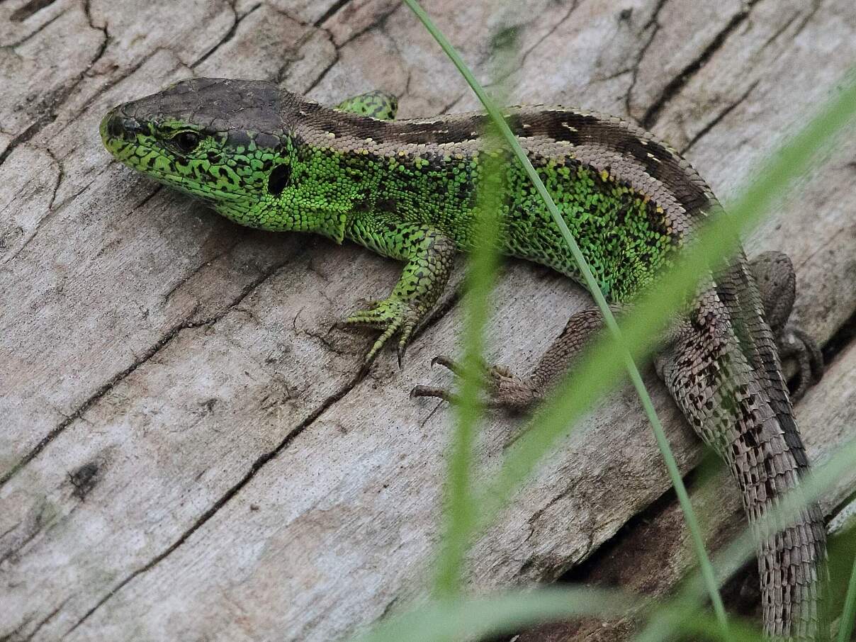 Zauneidechse © Andreas Klinge