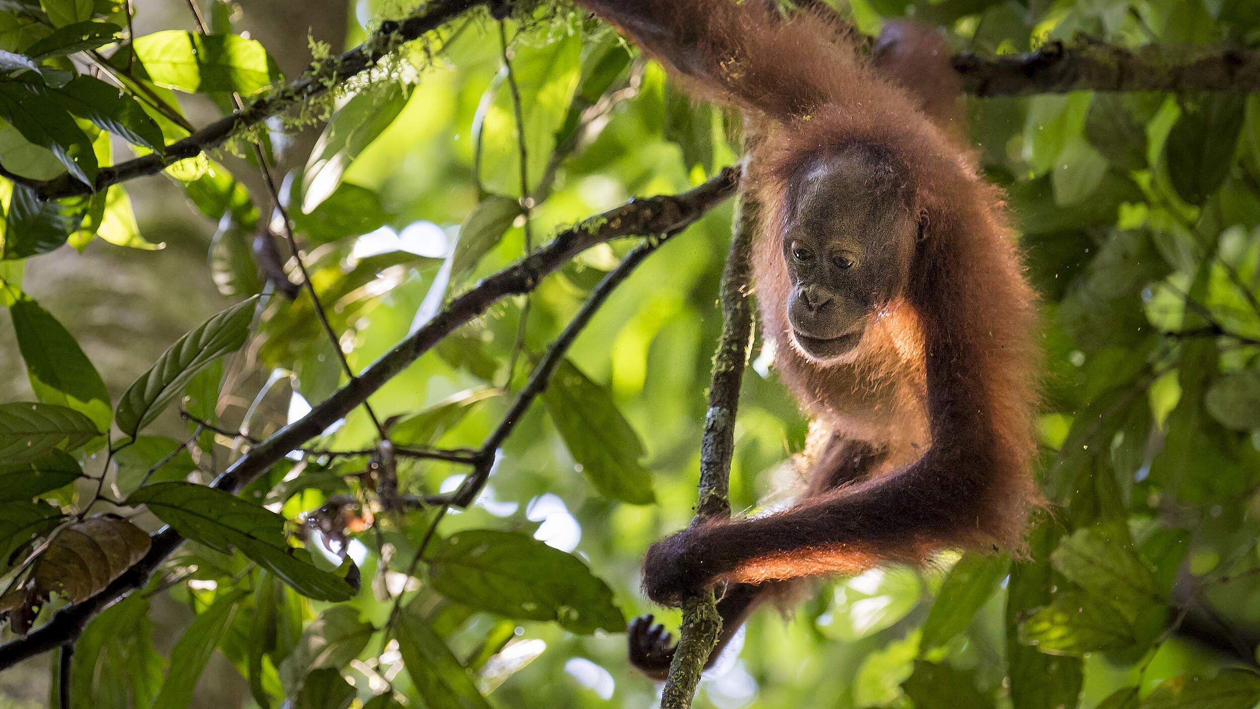 Borneo-Orang-Utan © Richard Barrett / WWF UK