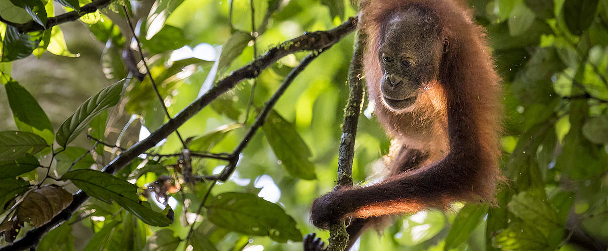 Borneo-Orang-Utan © Richard Barrett / WWF UK